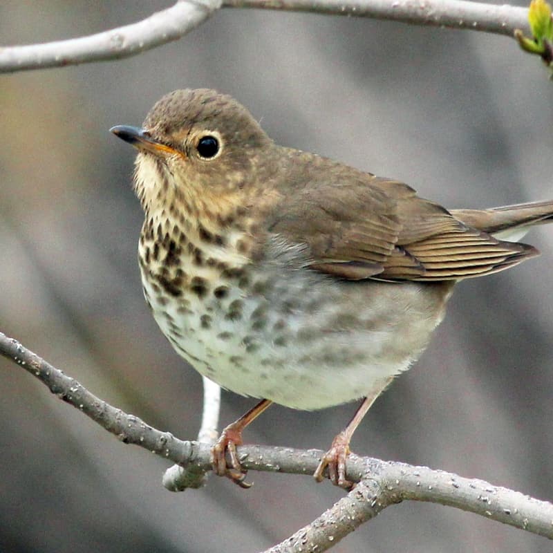 Cover Image for 2026 Bird Walk #2