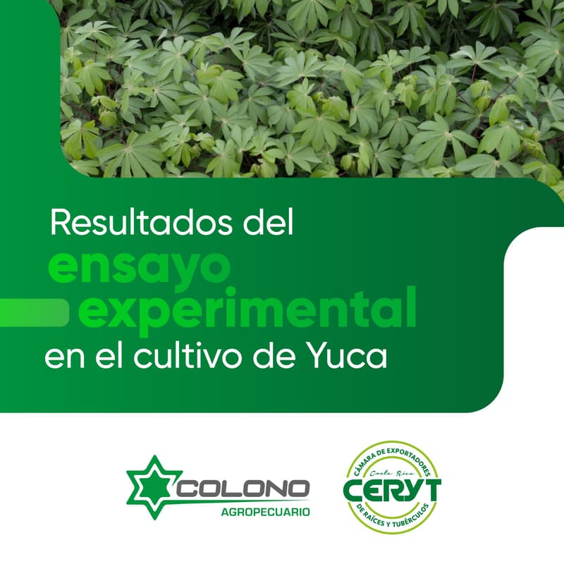 Cover Image for Resultados del ensayo experimental en el cultivo de Yuca