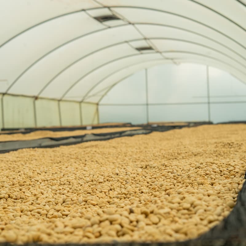 Cover Image for Synnefa Field Day — Smart Solar Drying in Practice | Siaya, October 2026