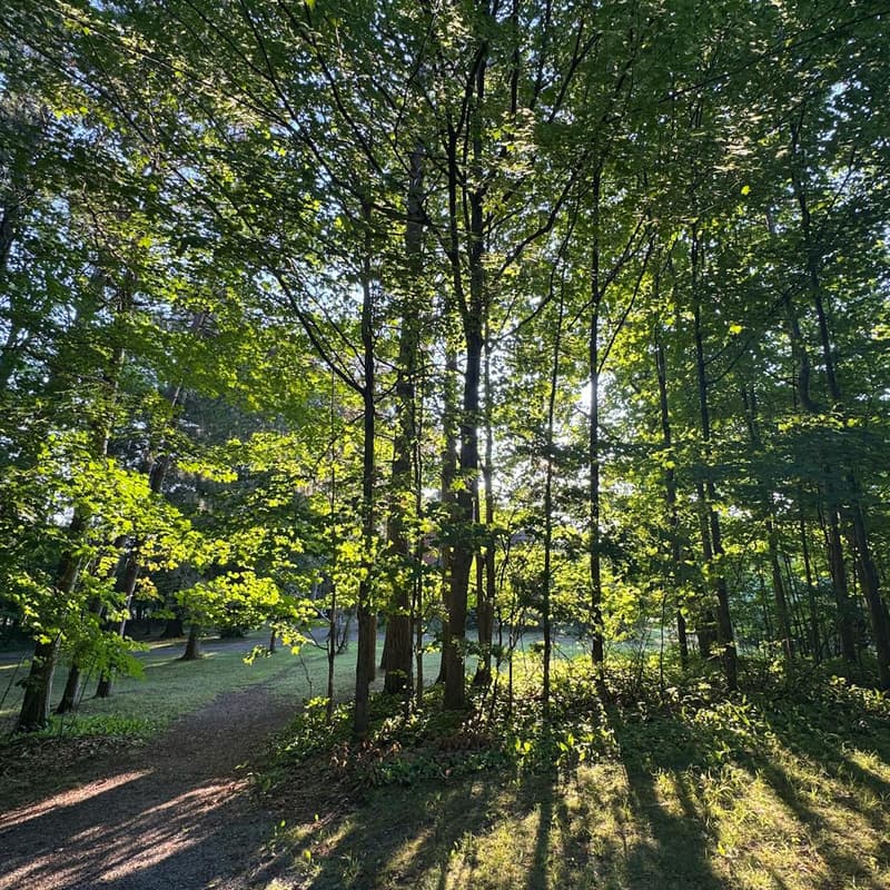 Cover Image for Prospect Park Sunset Circlesing 9.9