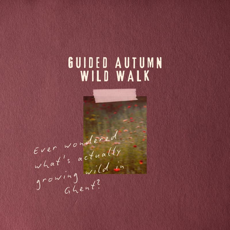Cover Image for Guided Autumn Wild Walk