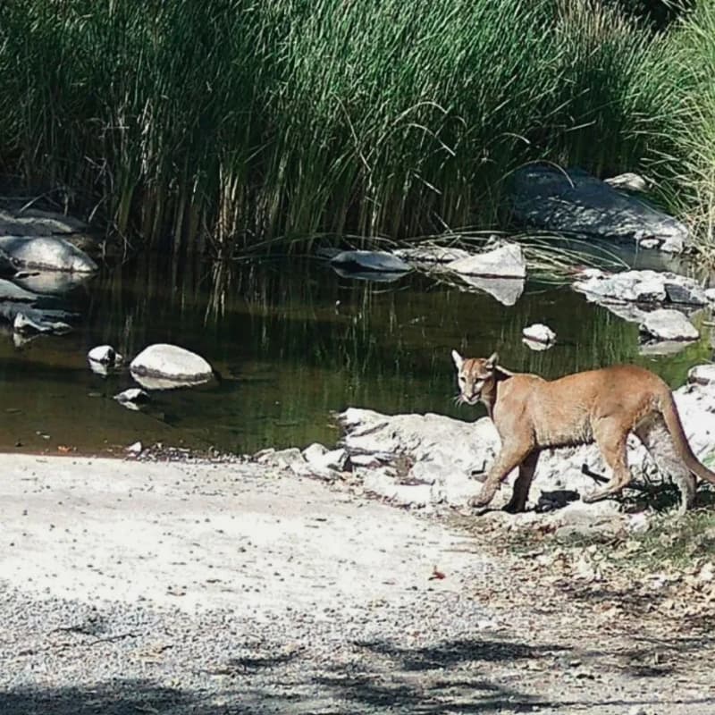Cover Image for Mountain Lions in San Diego: Wildlife, Habitat and a Changing Climate