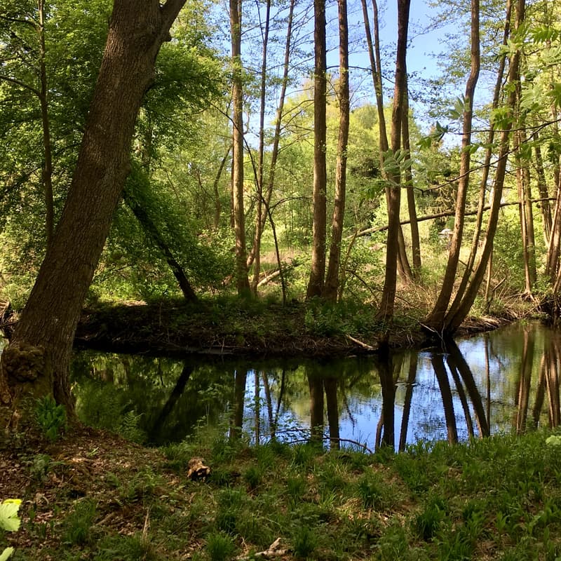 Cover Image for [16 km] Forest hike to Kloster Chorin 🏰🍁