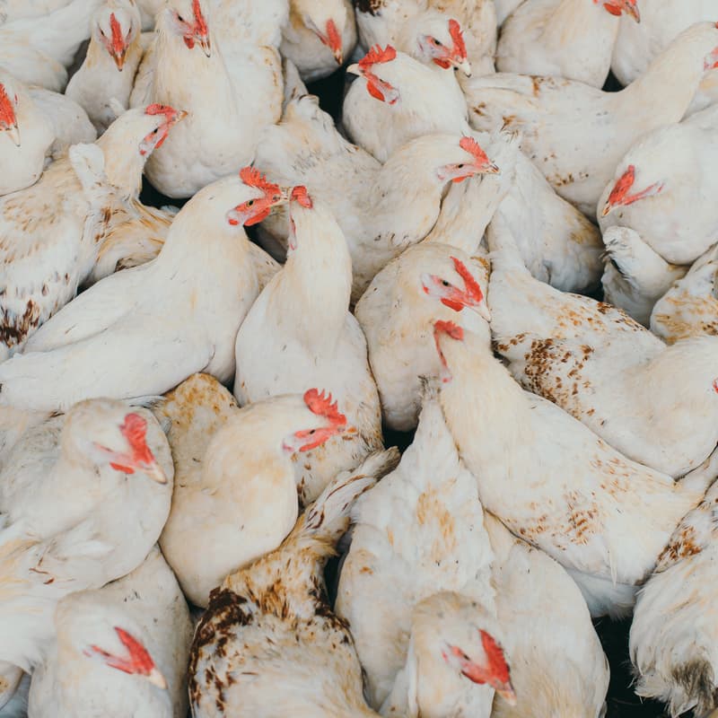 Cover Image for Projection-débat : Éthique animale et incertitude morale