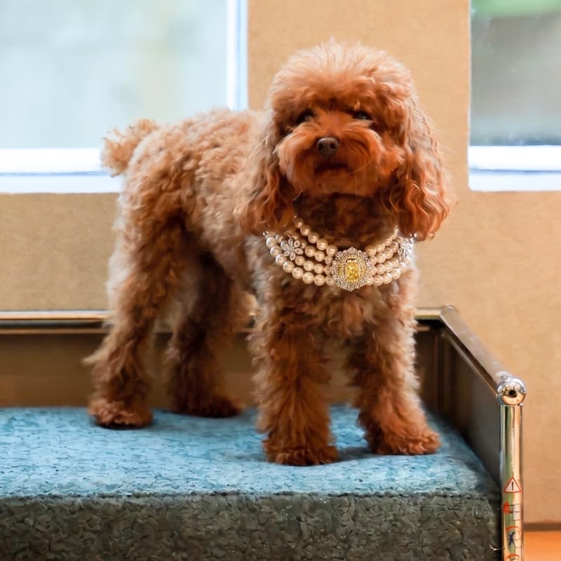 Cover Image for Best Dressed Dog Show