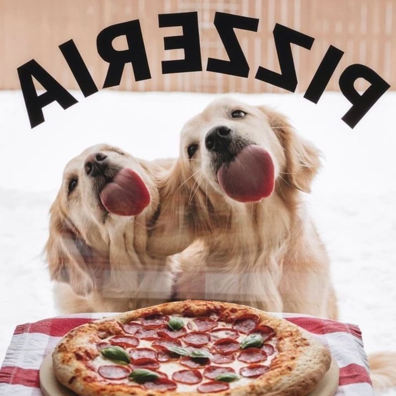 Cover Image for Soirée pizza humains & chiens