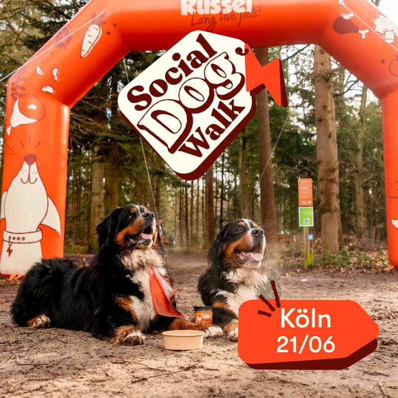 Cover Image for Social Dog Walk - Köln