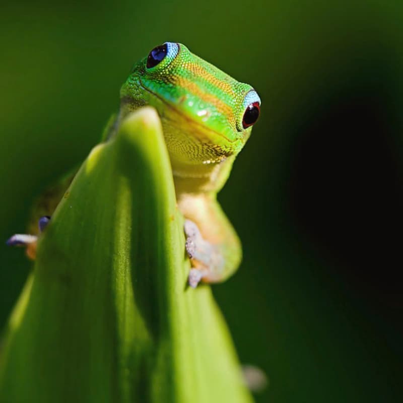 Cover Image for Interview: Learning From Geckos For Space With Capella Kerst