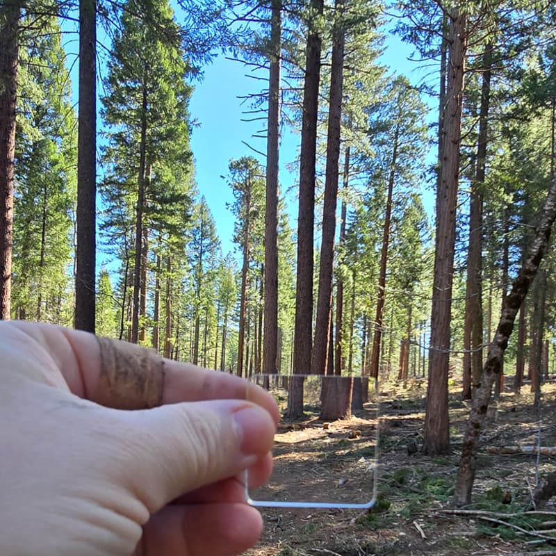 Cover Image for Forest and Friends - April 30, 2026