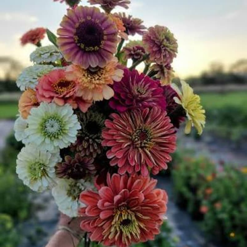 Cover Image for Permission to Pick Yourself Flowers