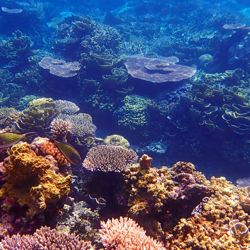Cover Image for In Conversation with Dr Robert Bullock, Save our Seas Foundation