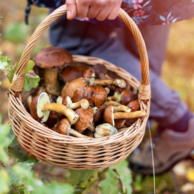 Cover Image for Autumn Mushroom Foraging & Illustration Workshop