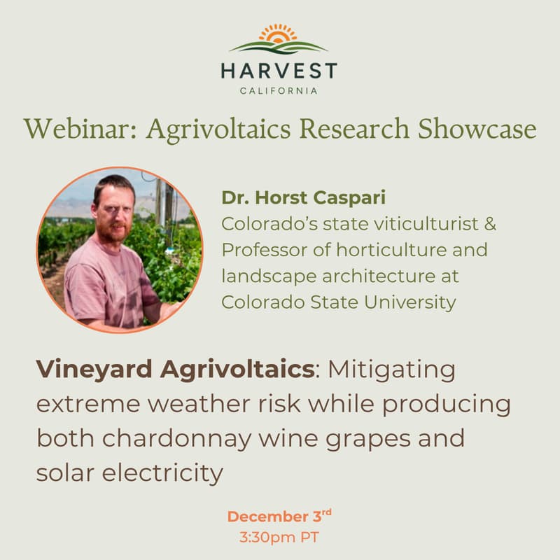 Cover Image for Agrivoltaics Research Showcase: Vineyard Agrivoltaics
