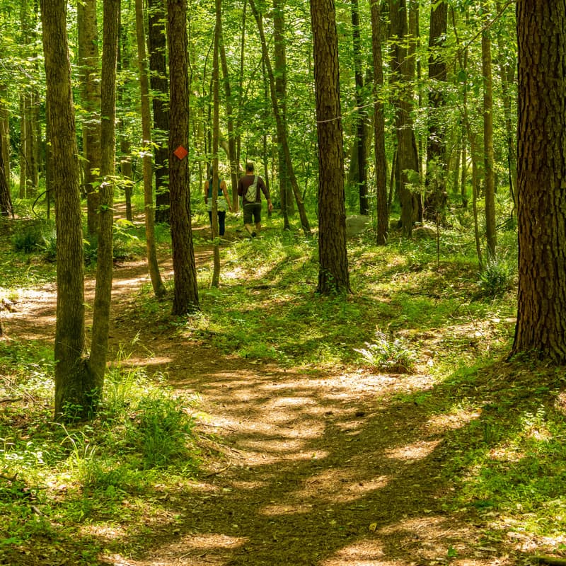Cover Image for OFFLINE Forest Walk