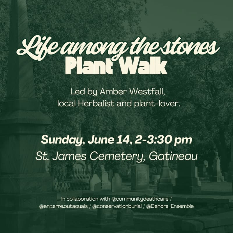 Cover Image for Plant Walk: Life among the stones