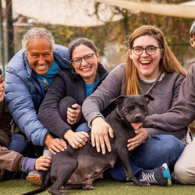 Cover Image for Woof Walk 🐾 Service & Social