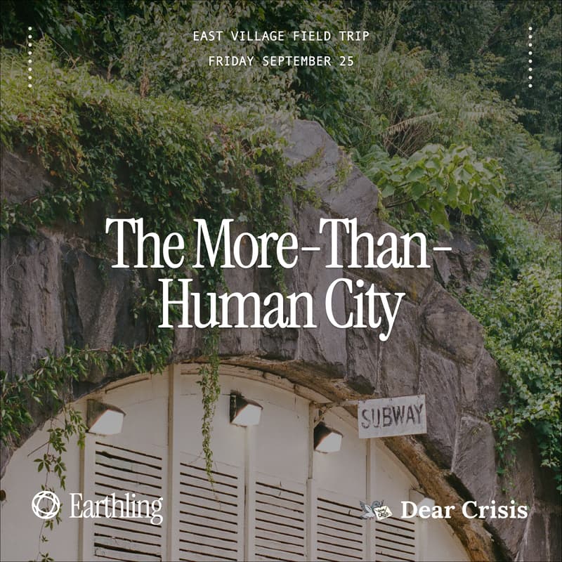 Cover Image for The More-Than-Human City
