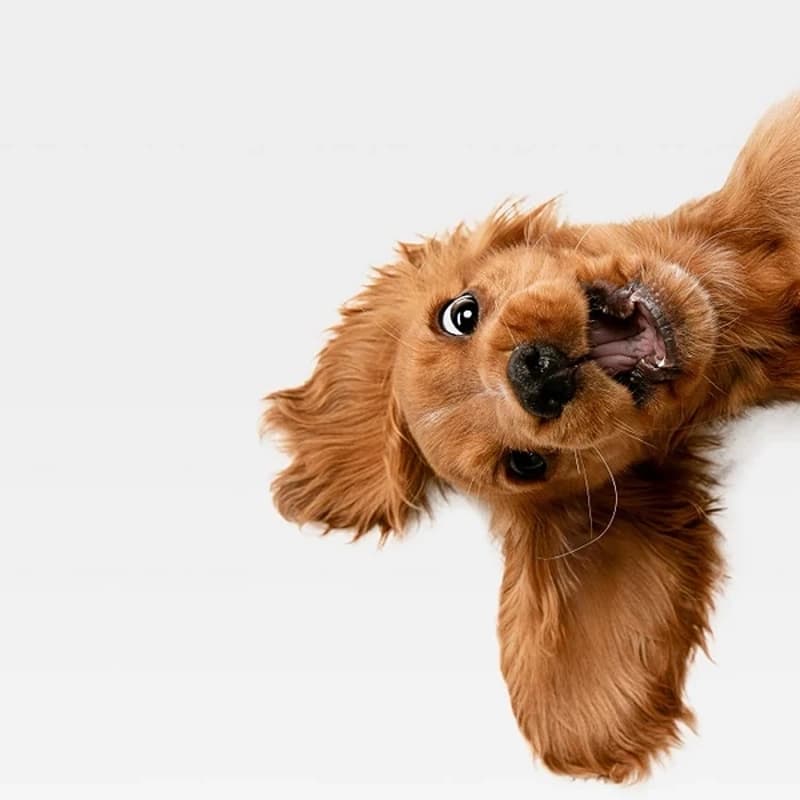 Cover Image for tech pawty with PuppySphere x Fibe