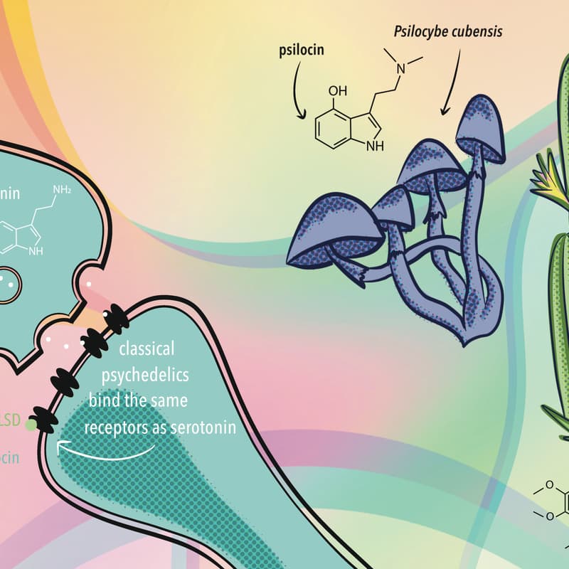 Cover Image for Cognitive Security Meetup & Unconference: "Psychedelics — Opening the Mind or Expanding the Attack Surface?"