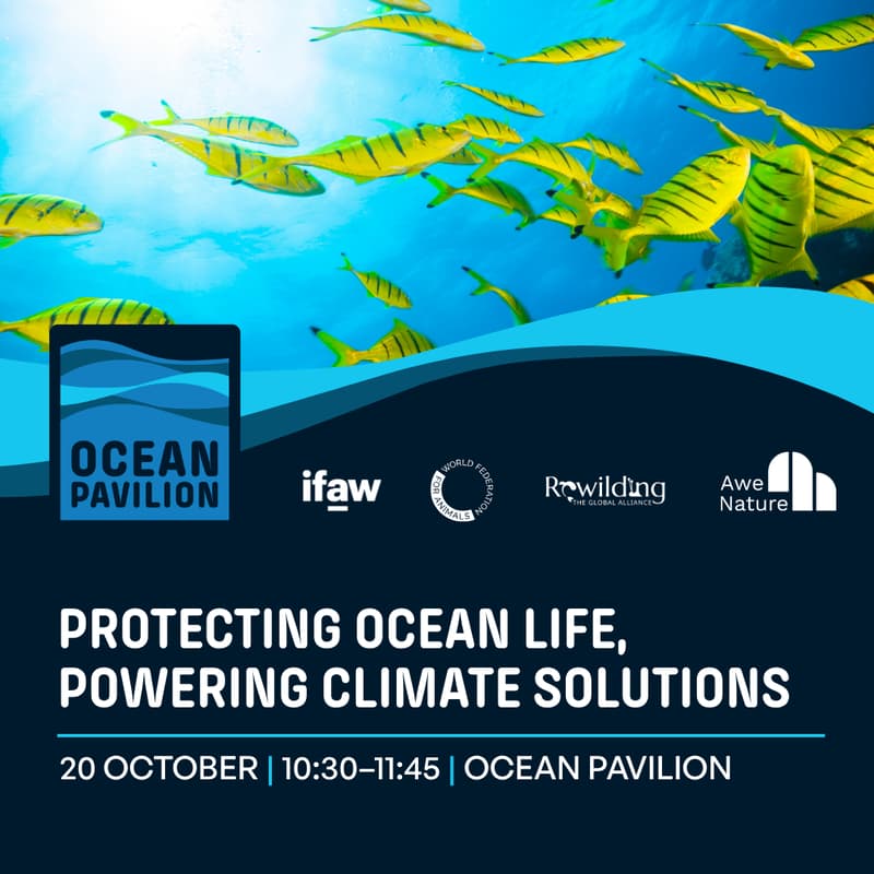Cover Image for Protecting Ocean Life, Powering Climate Solutions