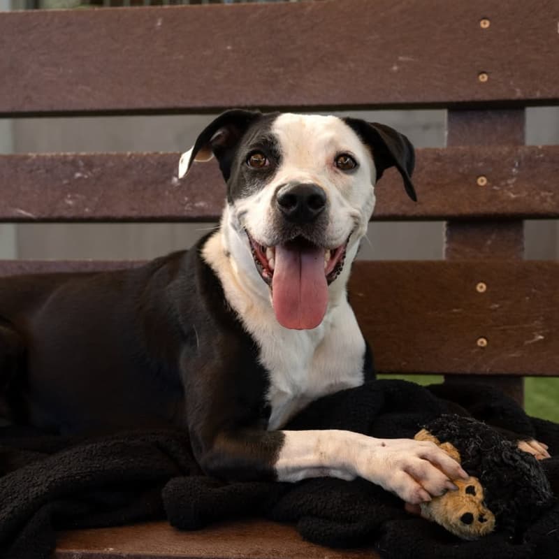 Cover Image for Mocktails & Mutts | Pasadena Humane Adoption Pop-Up