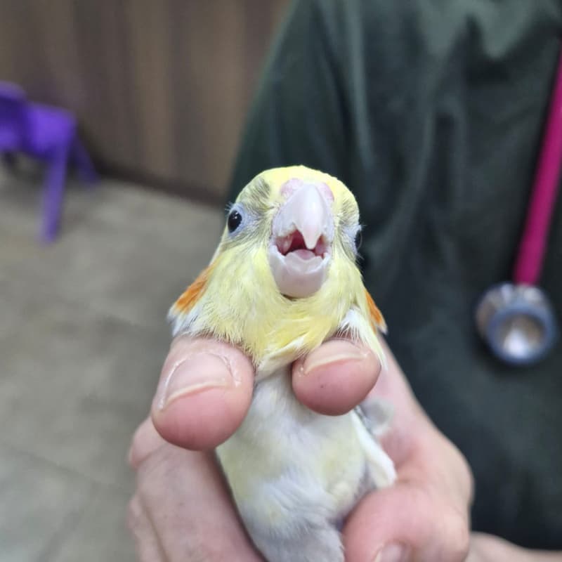 Cover Image for All About Your Pet Bird