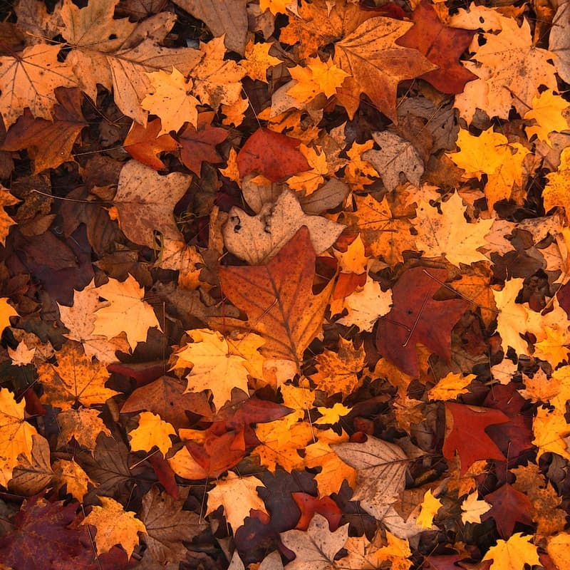 Cover Image for Layali Al-Khareef 🍂