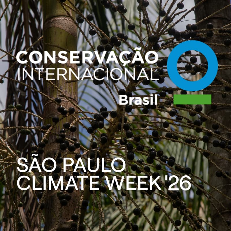 Cover Image for Destravando a Restauração no Pará (Conservação Internacional)