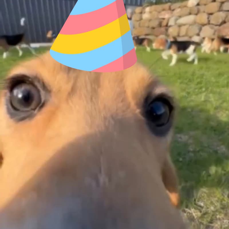 Cover Image for Prison & Puppies Party! Celebrate Ridglan Farms Shutdown