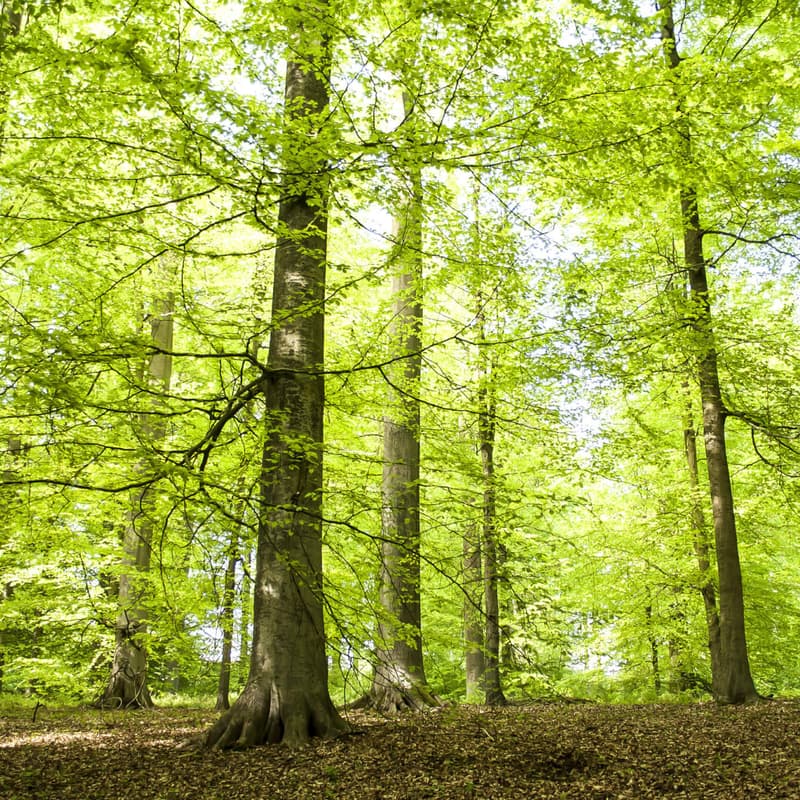 Cover Image for Activists go on a walk in nature