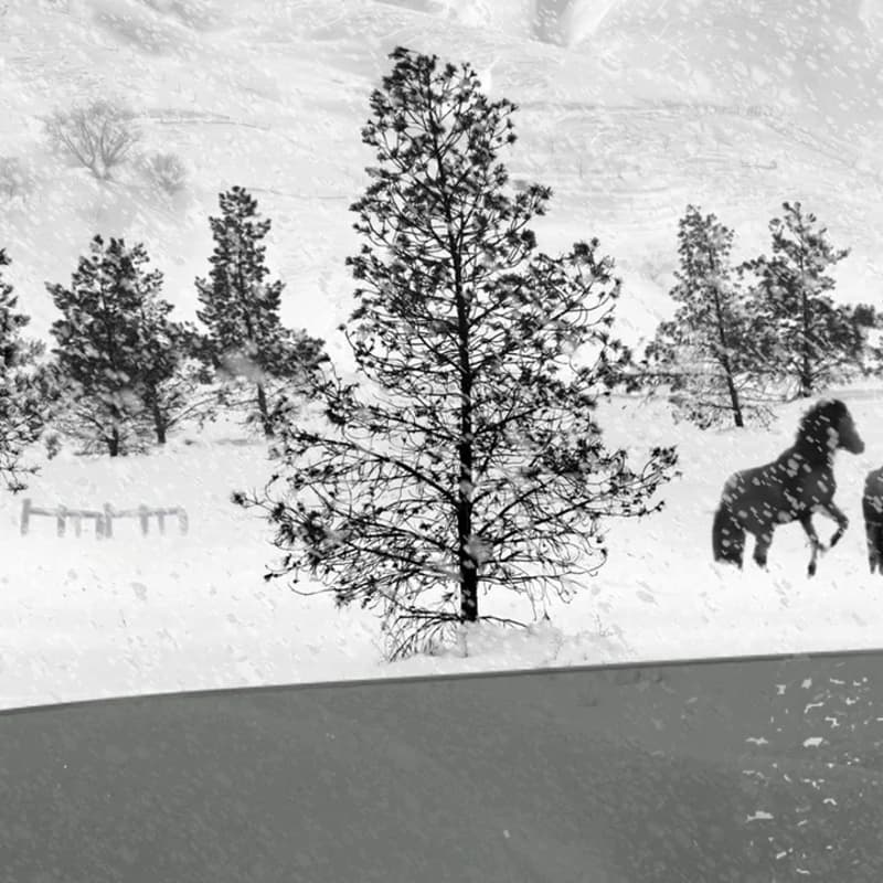Cover Image for Heft TRANSMISSION Screening: 24 Frames by Abbas Kiarostami