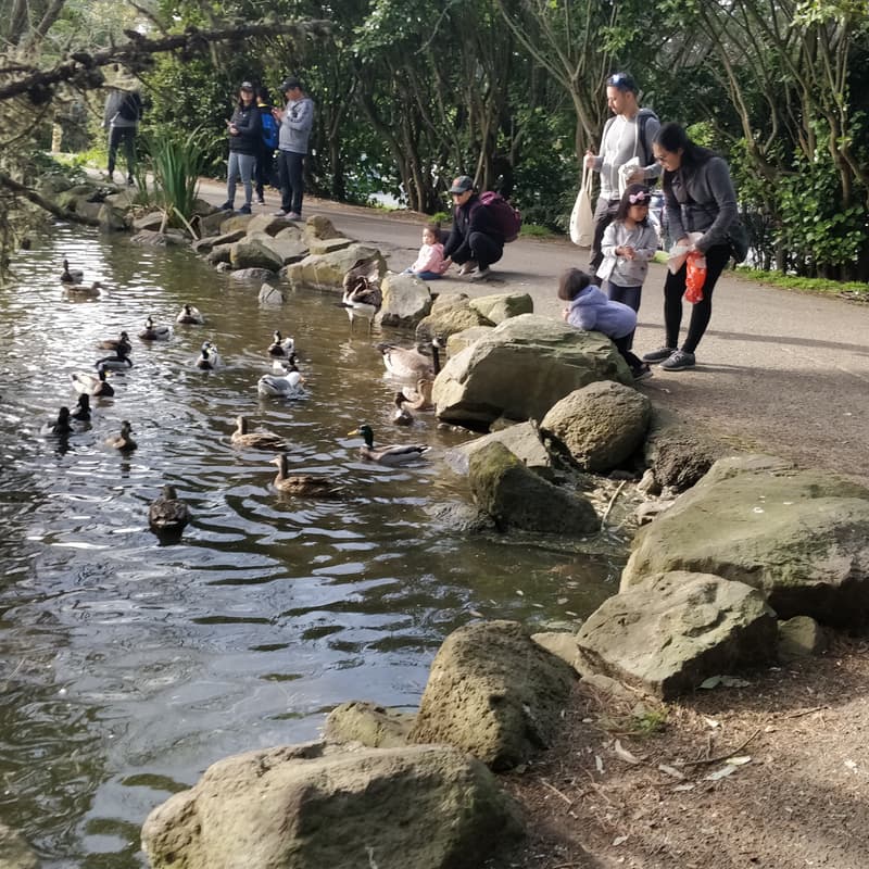 Cover Image for Golden Gate Park Roundabout
