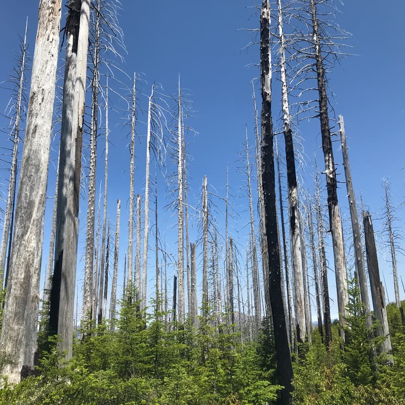 Cover Image for Forest Ecology, Restoration and Defensible Space w/Ryen Hezler