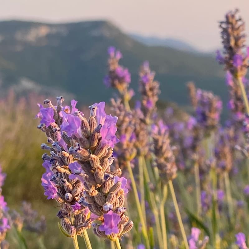 Cover Image for Visita campos de lavanda