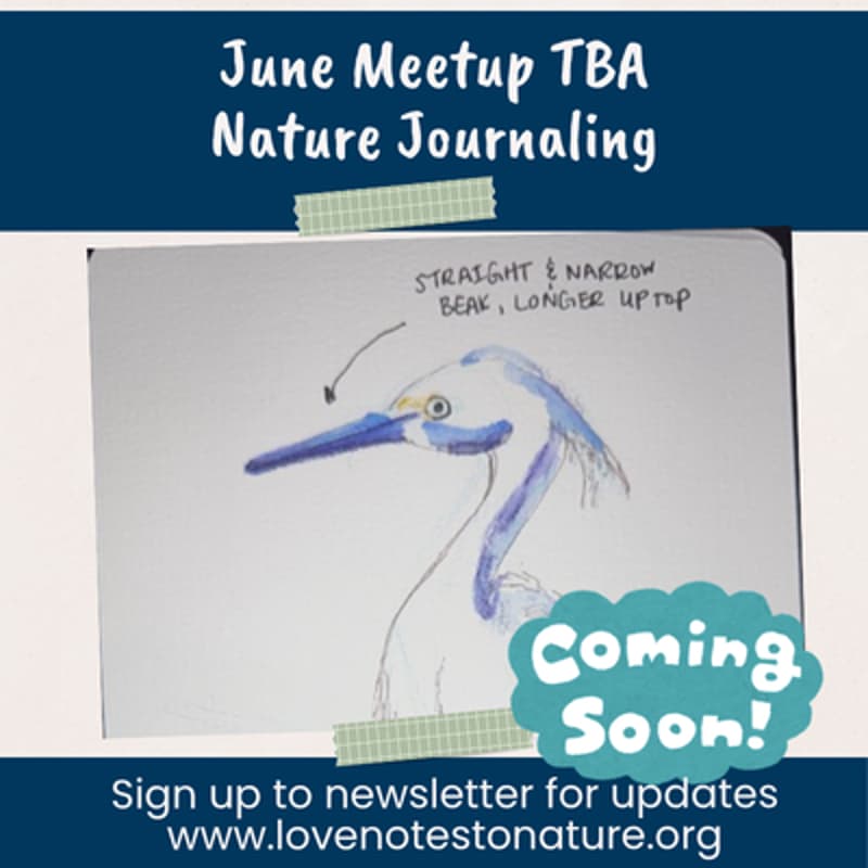 Cover Image for June 20th SF Bay Area Nature Journaling Waitlist