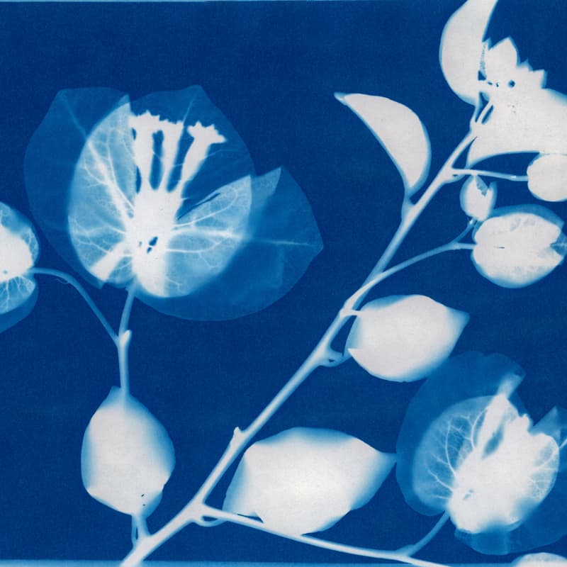 Cover Image for Fun Friday: Sunprints & Creative Play