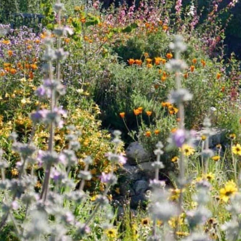 Cover Image for Free Workshop: Native Plants for Pollinators - Includes Carpool and Picnic Lunch