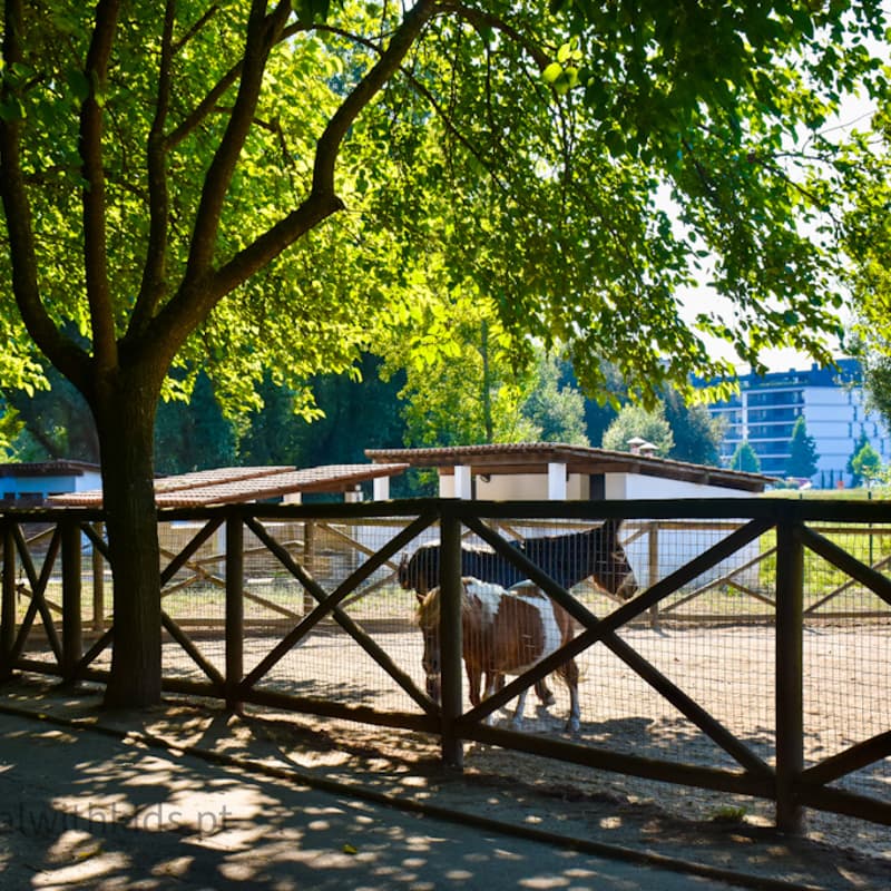 Cover Image for Passeio Braga | Quinta Pedagógica de Braga