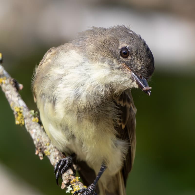 Cover Image for Birding 101 Walk (South Austin)