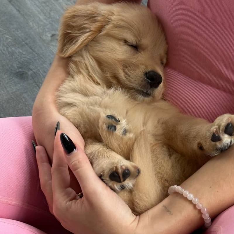 Cover Image for Puppy Yoga