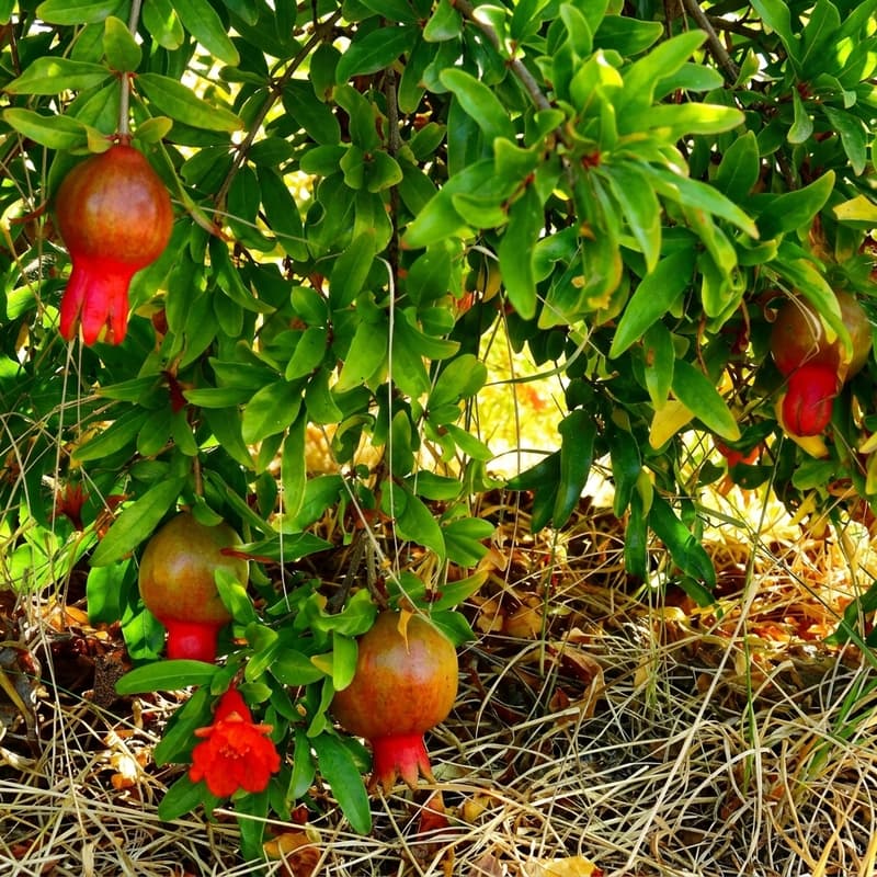 Cover Image for Parallax Angels 003 — An Afternoon Sampling Rare Fruits