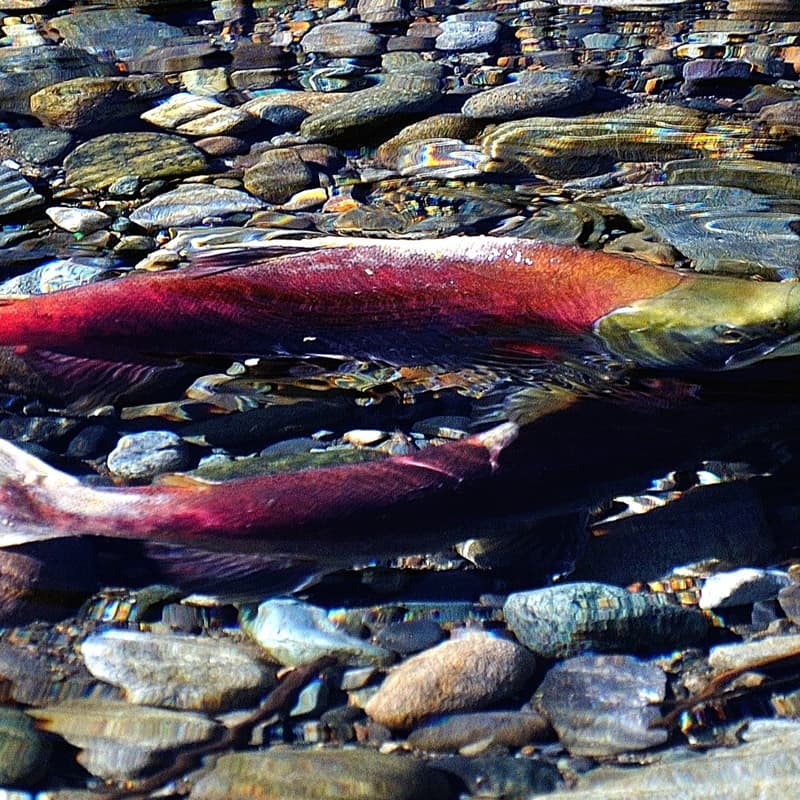 Cover Image for Understanding Climate Impacts on PNW water