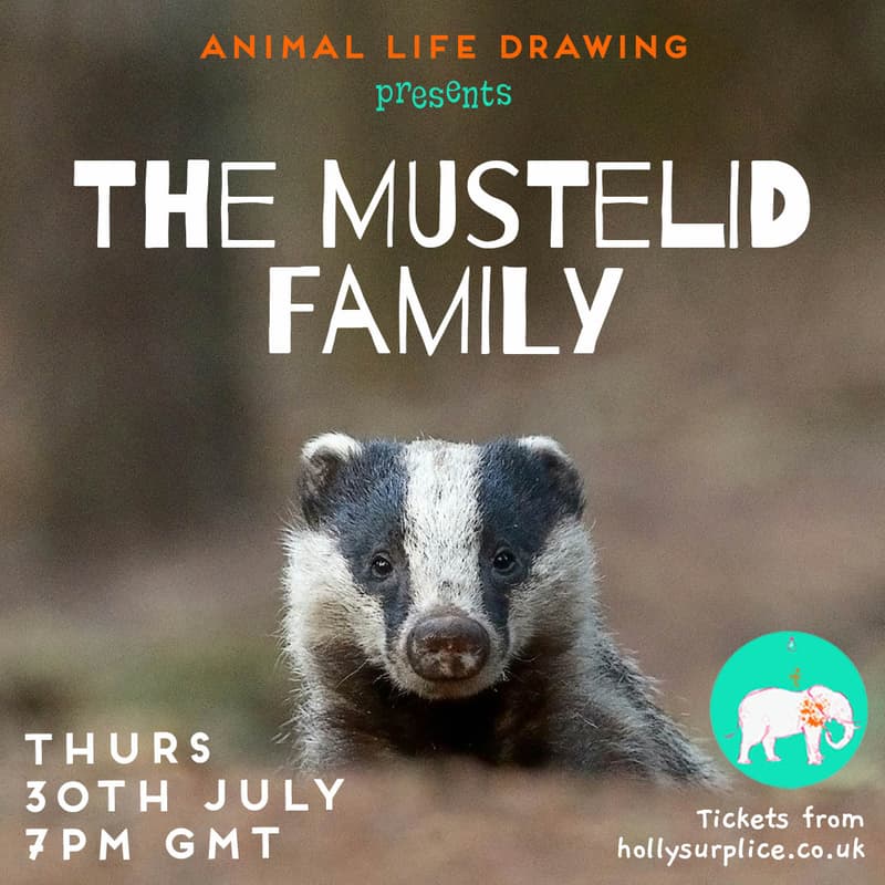 Cover Image for The Mustelid Family