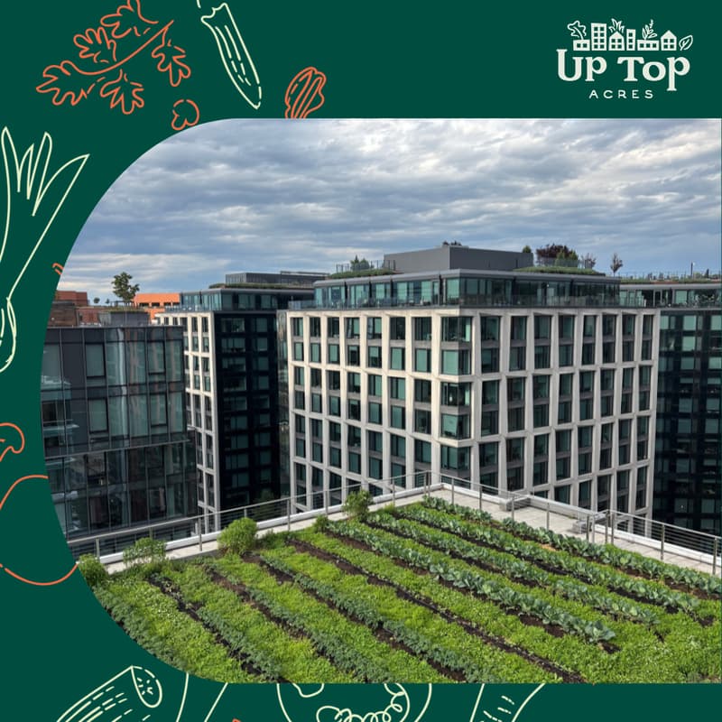 Cover Image for Rooftops That Perform: Vegetable Gardens for Commercial Buildings