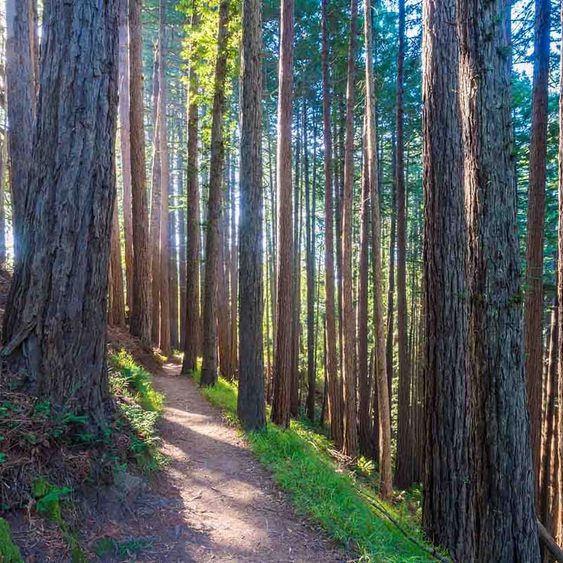 Cover Image for Solstice Hike with Seattle WAC Community