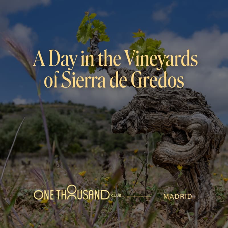 Cover Image for A Day in the Vineyards of Sierra de Gredos