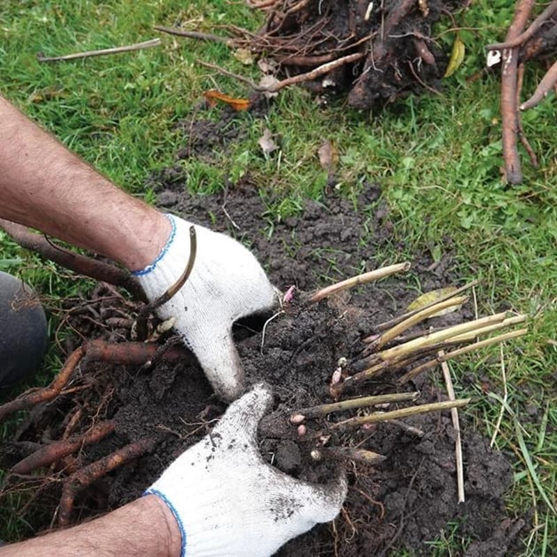 Cover Image for Workday: Transplanting Perennials