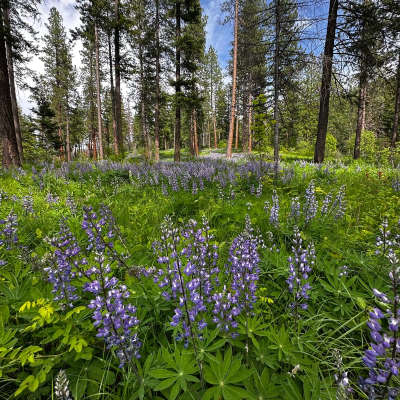 Cover Image for Camp Camrec