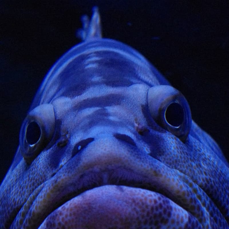 Cover Image for Kinda Creepy Sea Creatures