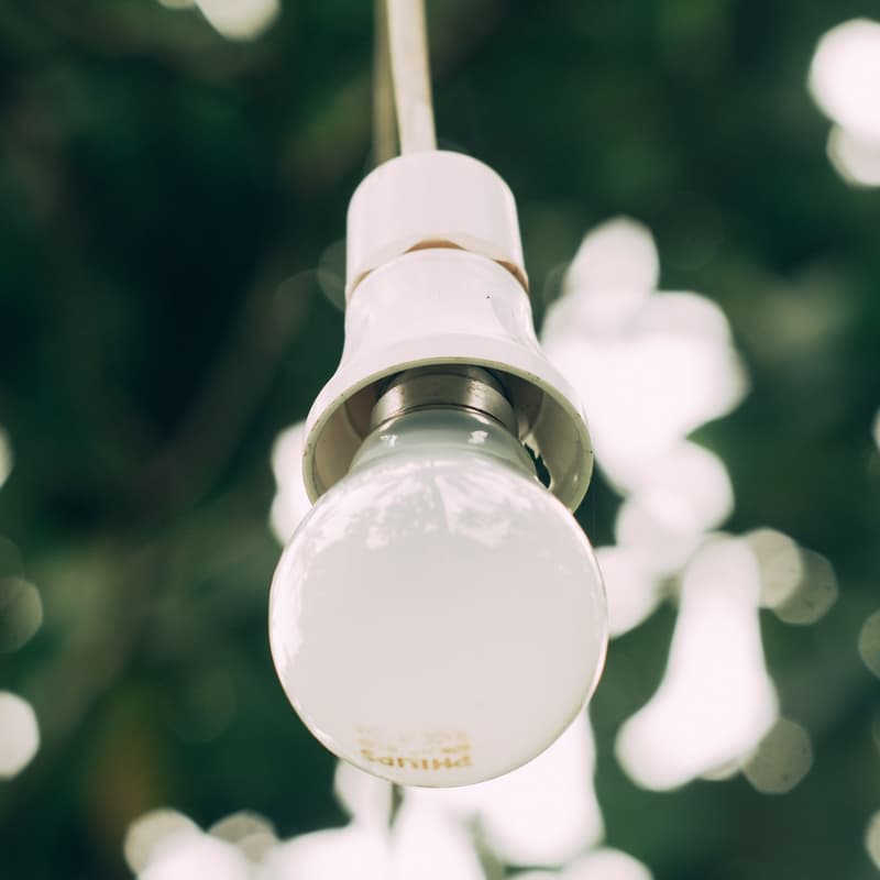 Cover Image for Ideas in the Wild